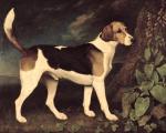 George Stubbs_A Foxhound_1792