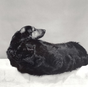 Muffin by Robert Mapplethorpe